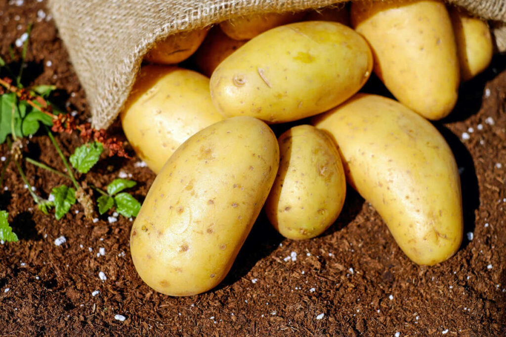 patate raccolte e riposte sul terreno